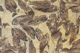Fossil Fish (Gosiutichthys) Mortality Plate - Lake Gosiute #130098-3